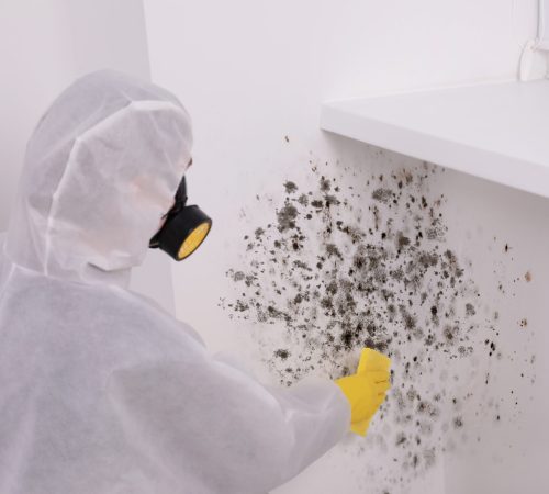 Mold Inspection | Flood Squad